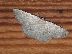 Gnophini