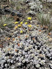 Eriogonum douglasii