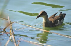 Gallinula chloropus