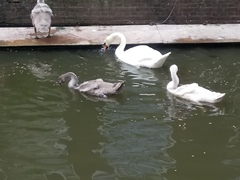 Cygnus olor