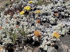 Eriogonum douglasii