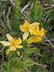 Hypericum richeri