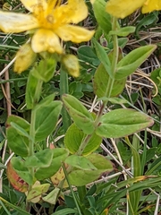 Hypericum richeri