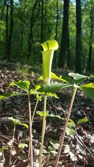 Arisaema triphyllum