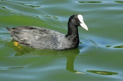 Fulica atra