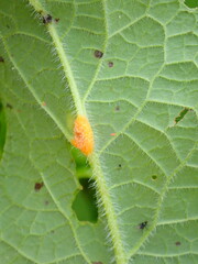 Puccinia symphyti-bromorum