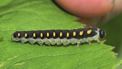 Tenthredo mandibularis