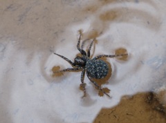 Arctosa leopardus