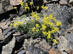 Draba pterosperma