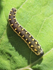 Tenthredo mandibularis