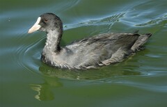 Fulica atra