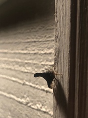 Glossonotus acuminatus