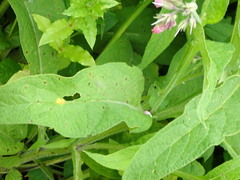 Puccinia symphyti-bromorum