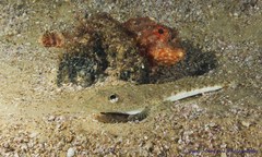 Platycephalus grandispinis