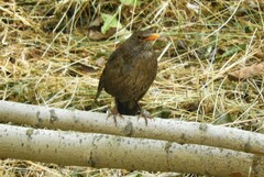 Turdus merula