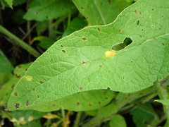 Puccinia symphyti-bromorum