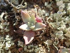 Dudleya greenei