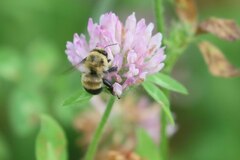Anthophora bomboides bomboides