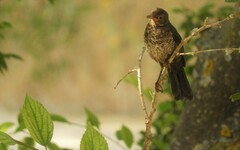 Turdus merula