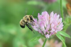 Anthophora bomboides bomboides