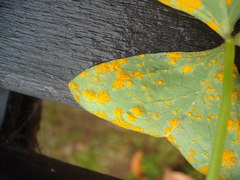 Puccinia oxalidis image