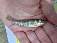 Fundulus diaphanus diaphanus