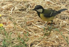 Parus major