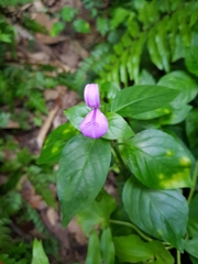 Dicliptera roxburghiana