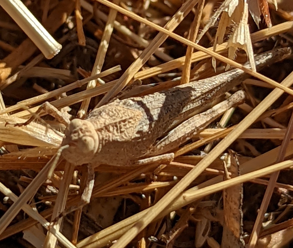 trailside grasshopper