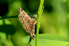 Euclidia glyphica