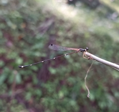 Protosticta gravelyi