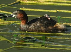 Tachybaptus ruficollis