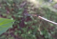 Protosticta gravelyi