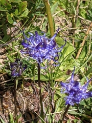 Phyteuma hemisphaericum