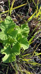 Pelargonium vitifolium