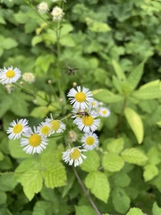 Chrysanthia geniculata