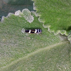 Macugonalia leucomelas