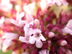 Origanum vulgare