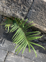 Pteris vittata