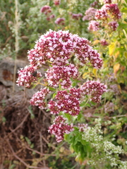 Origanum vulgare