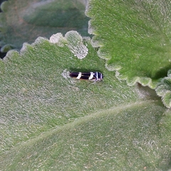 Macugonalia leucomelas