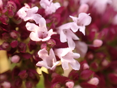 Origanum vulgare