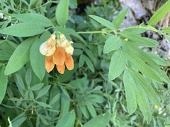 Lathyrus laevigatus occidentalis