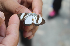 Nyctemera tripunctaria