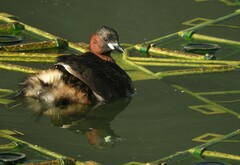 Tachybaptus ruficollis