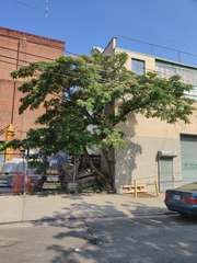 Albizia julibrissin julibrissin