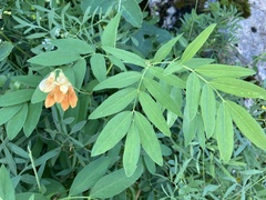 Lathyrus laevigatus occidentalis