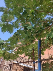 Albizia julibrissin julibrissin