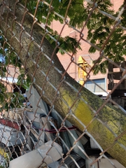 Albizia julibrissin julibrissin