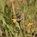 Mountain Checkered-Skipper - Photo (c) Christine Hass, some rights reserved (CC BY-NC), uploaded by Christine Hass